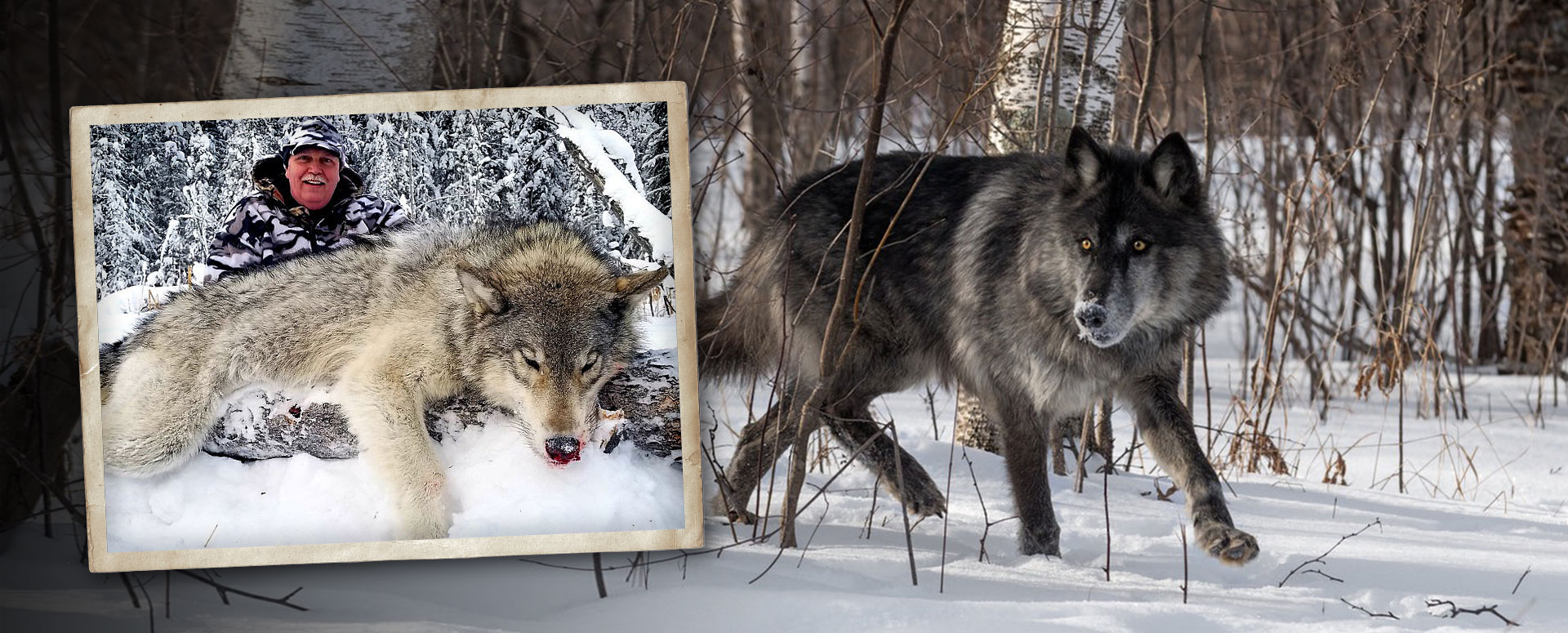 Wolf Hunting