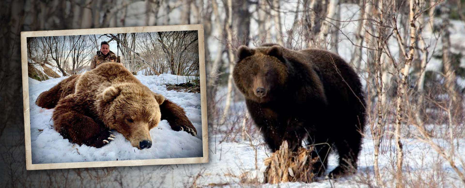 Guided Brown Bear Hunts in Kamchatka, Russia