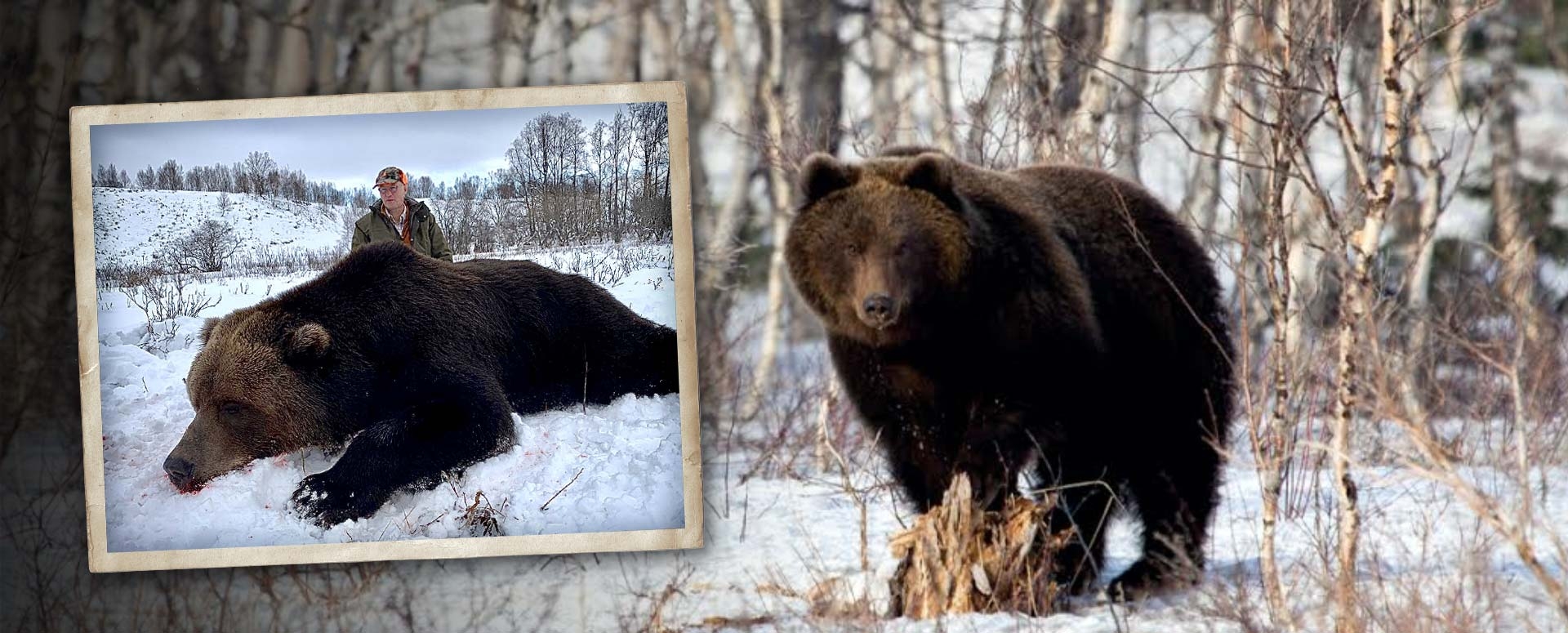 Bear Hunting Outfitter in Russia | Guided Brown Bear hunts in Russia