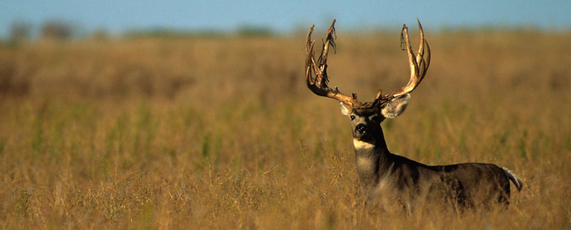 Guided Archery Mule Deer Hunts in Alberta