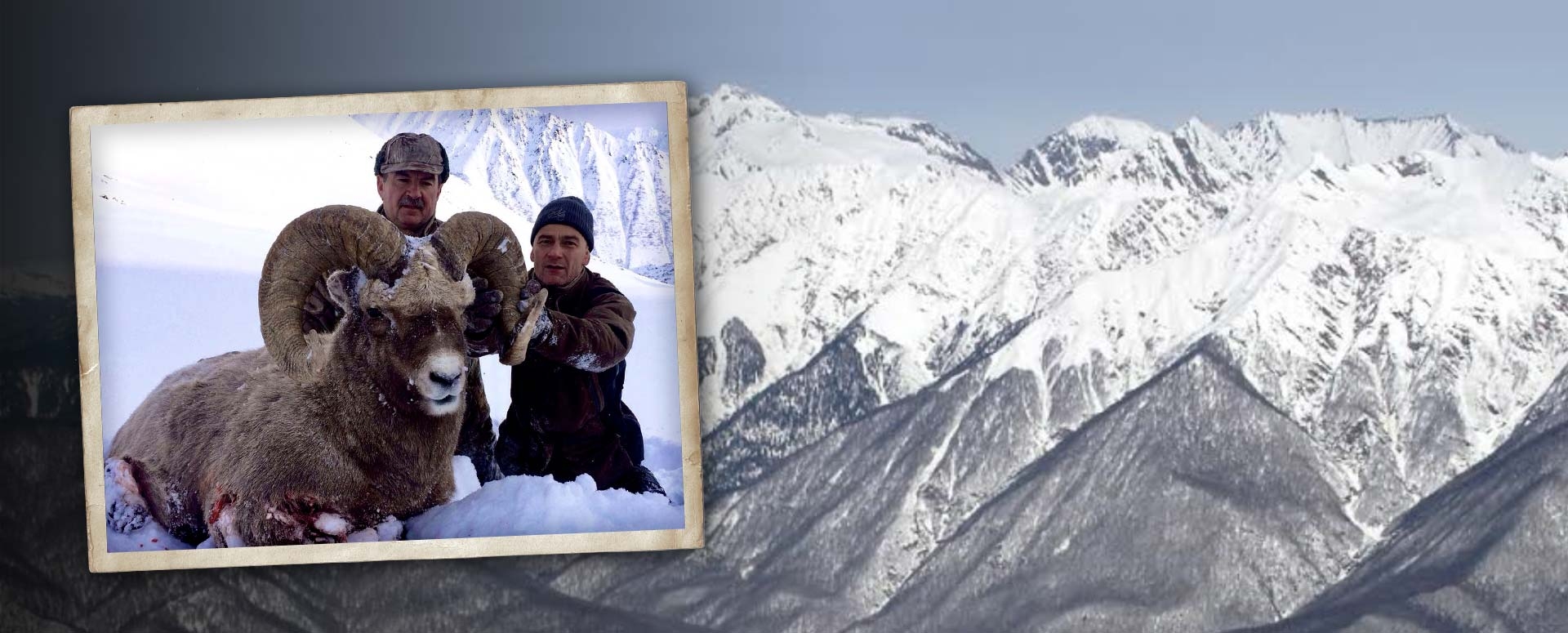 Hunt Bighorn Snow Sheep in Kamchatka, Russia