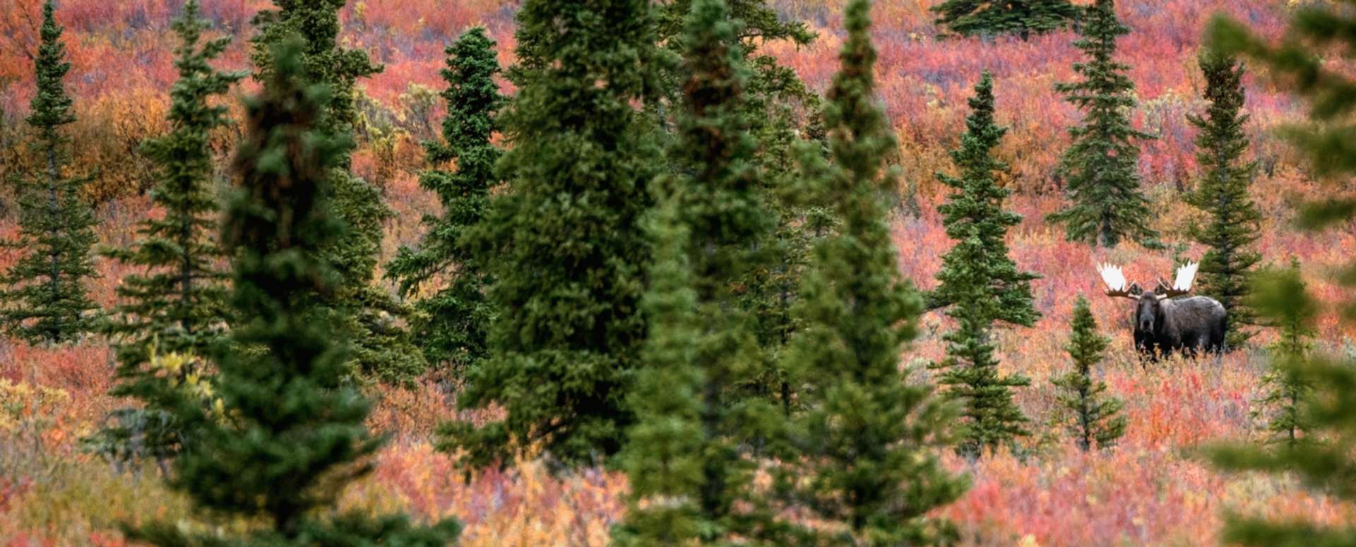 Guided Archery Moose Hunts Alberta