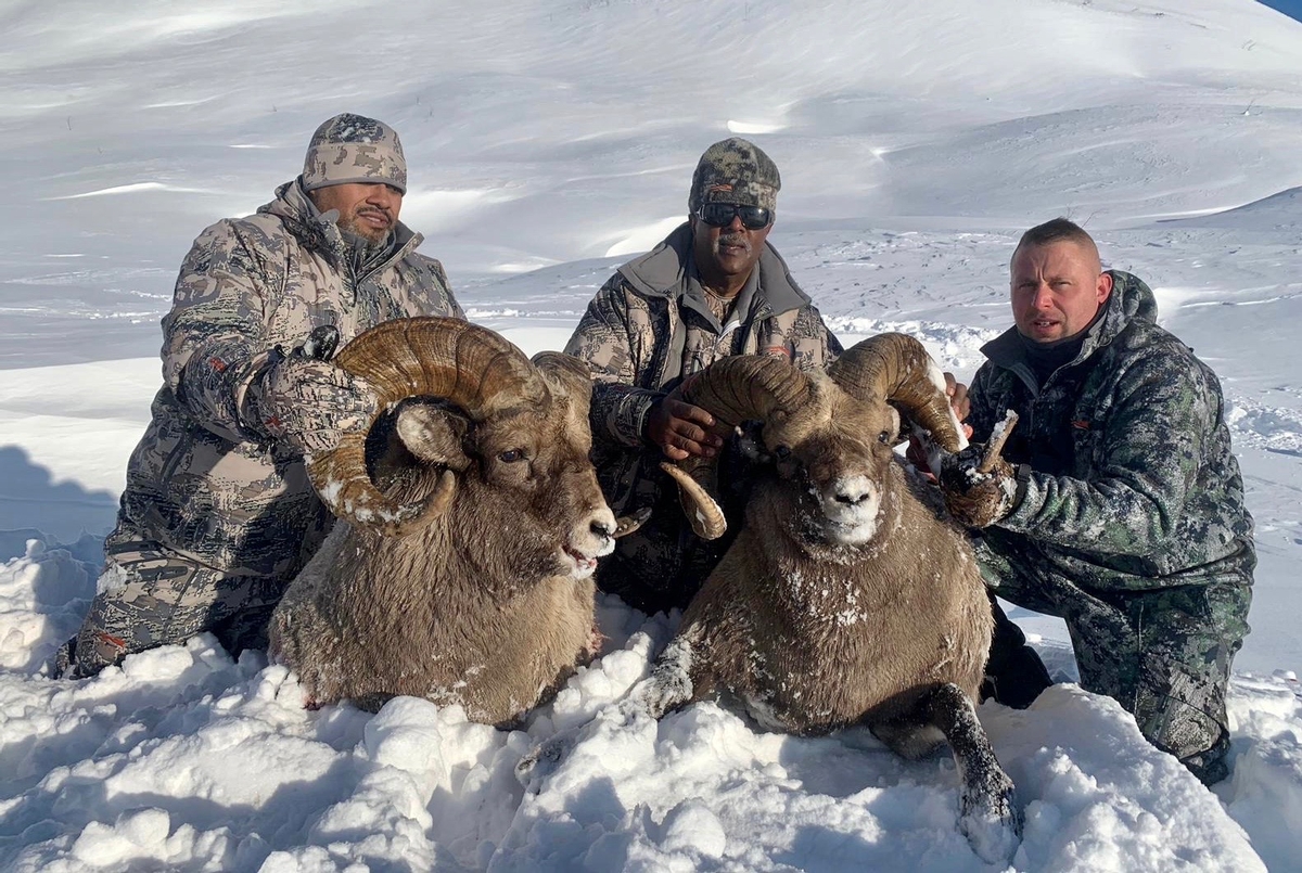 Trophy Snow Sheep