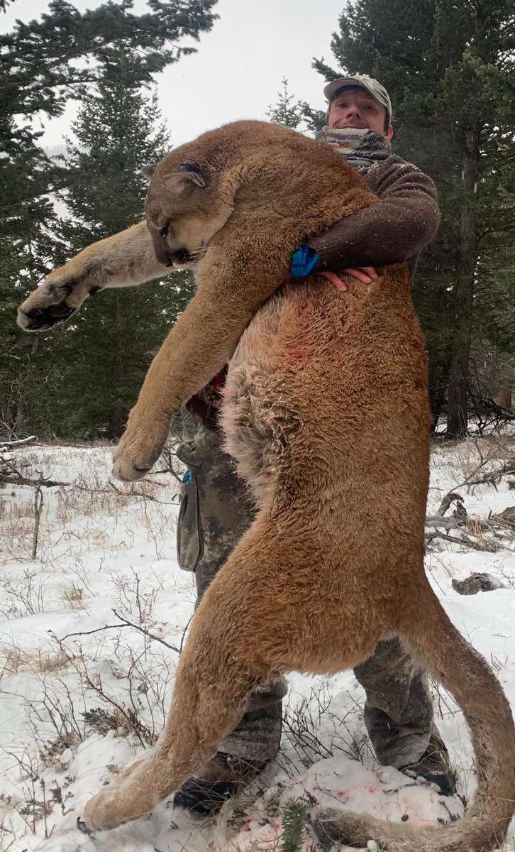 Alberta Mountain Lion Hunts - Timber King Outfitting Alberta Mountain Lion Hunts - Timber King Outfitting