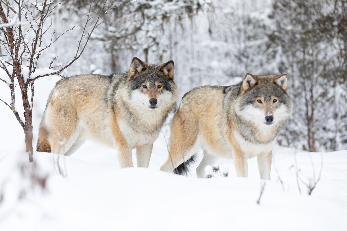 Alberta Canada Wolf Hunts Timber King Outfitting