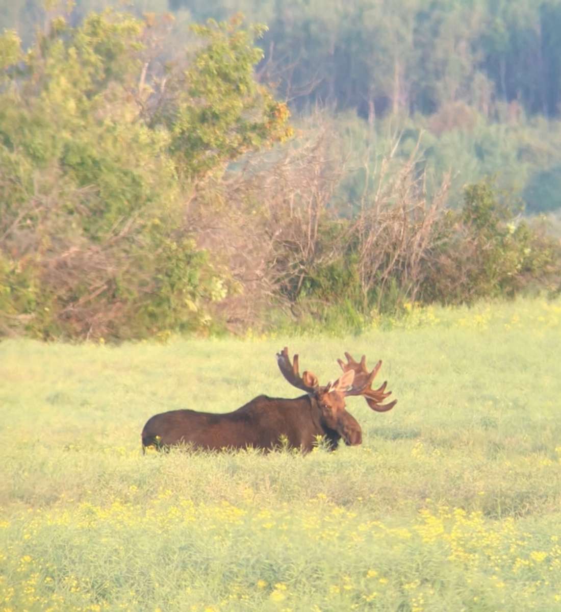 Yukon species