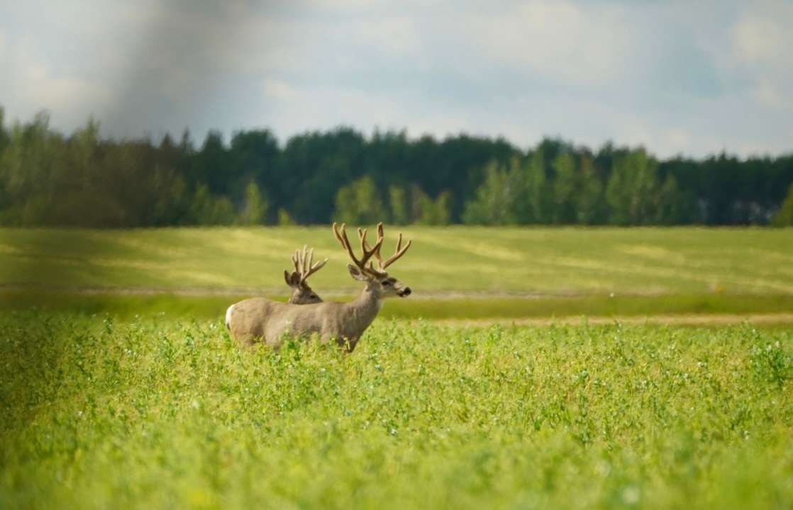 Archery Mule Deer Hunts