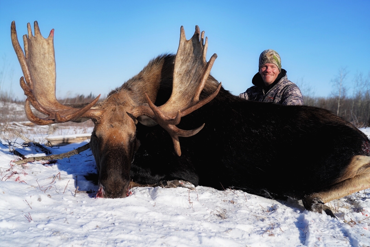 Trophy Alberta Moose 