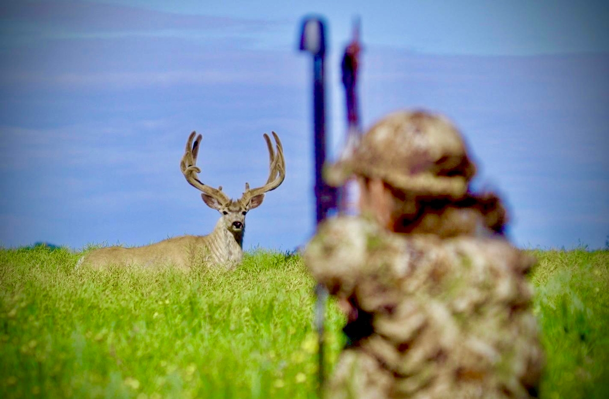 Alberta mule deer archery hunts