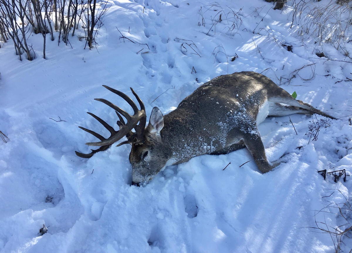 Whitetail hunting
