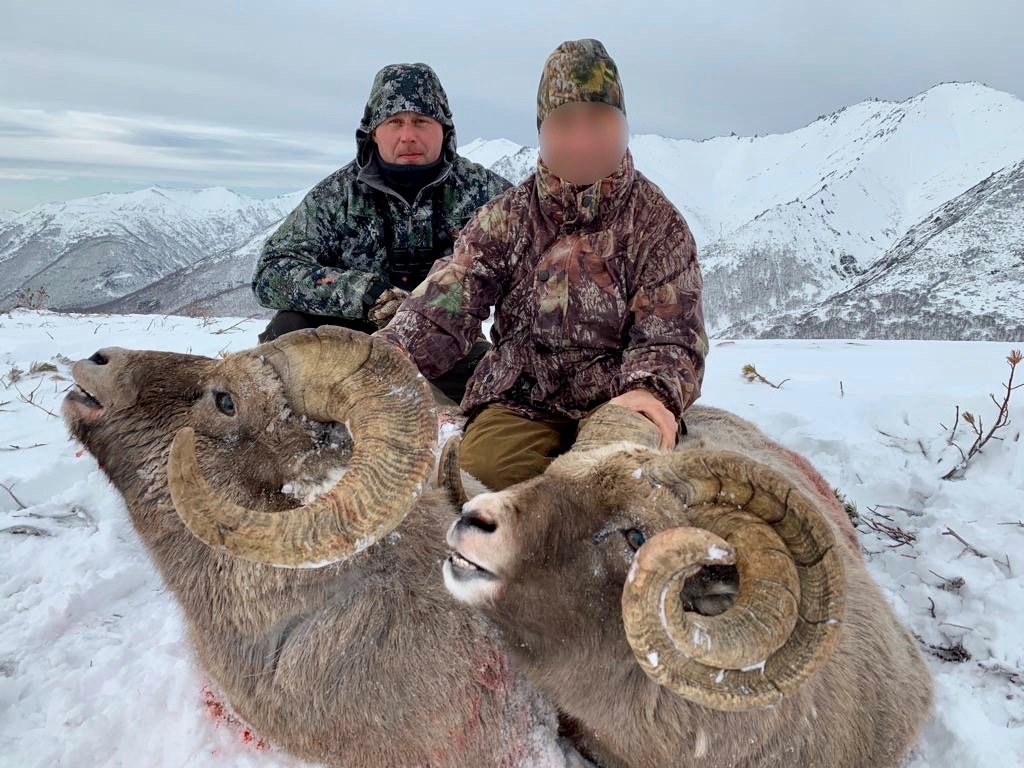 snow sheep hunts