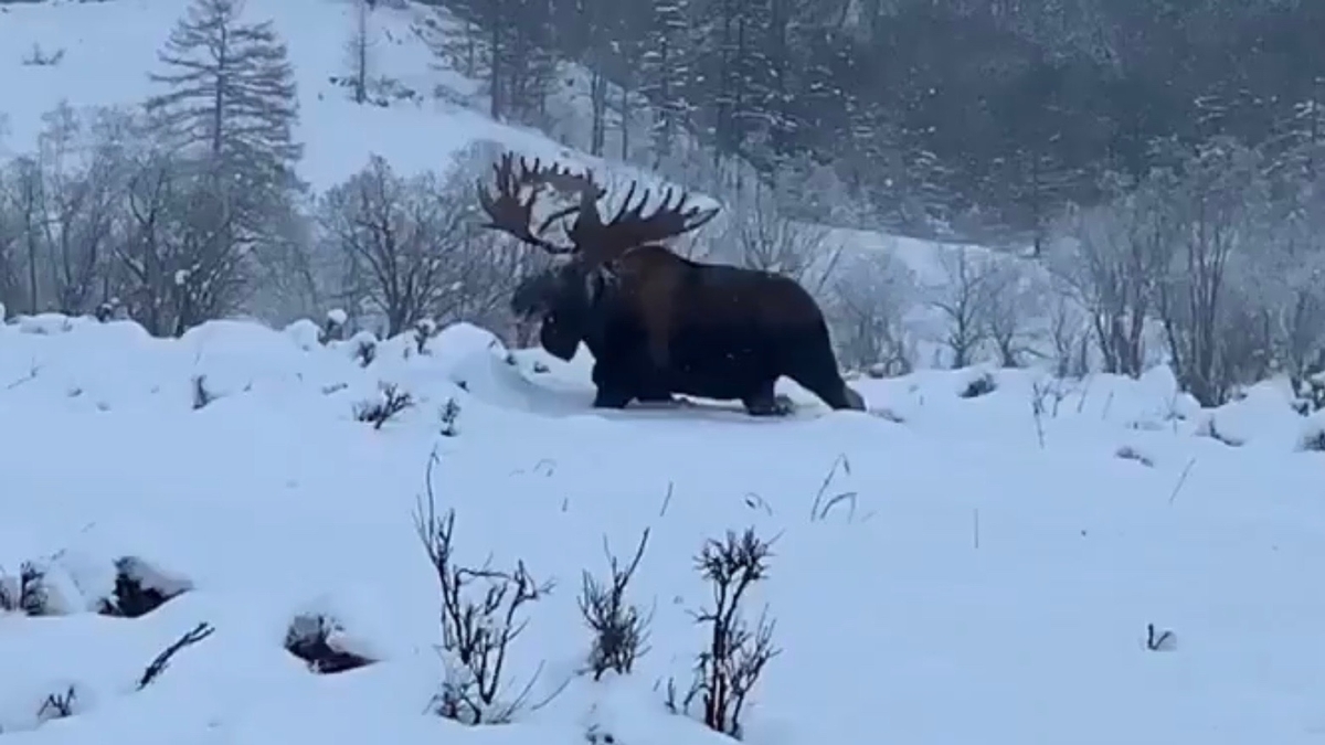 Hunting in Kamchatka