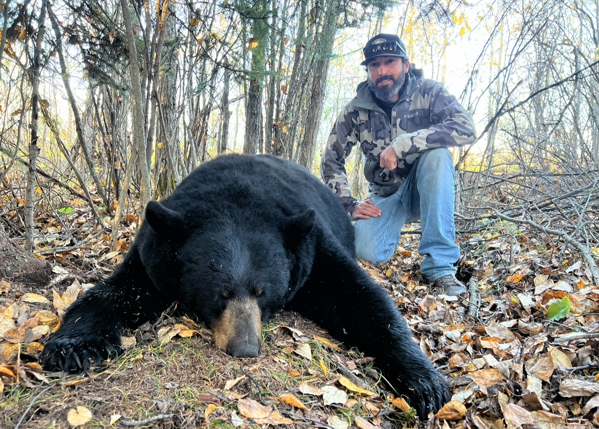 Black Bear