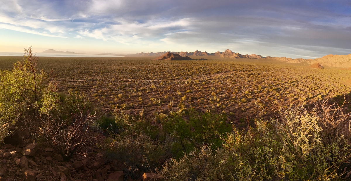Trophy Sonora Mule Deer Hunts
