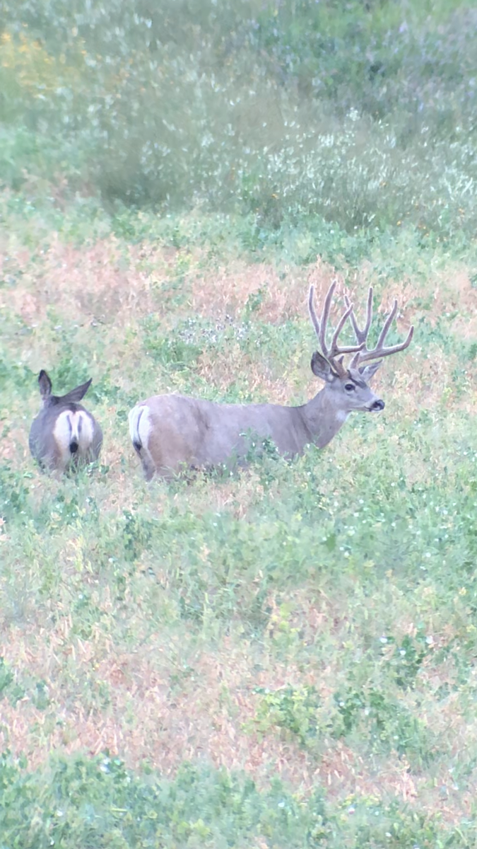 Mule Deer Packages