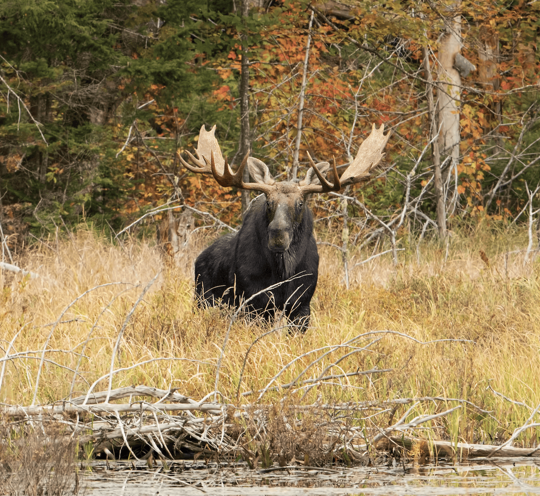 Trophy Moose Hunts Alberta