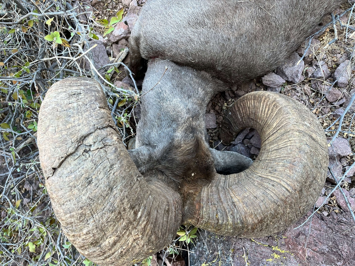 Tiberian Sheep Hunting Dates
