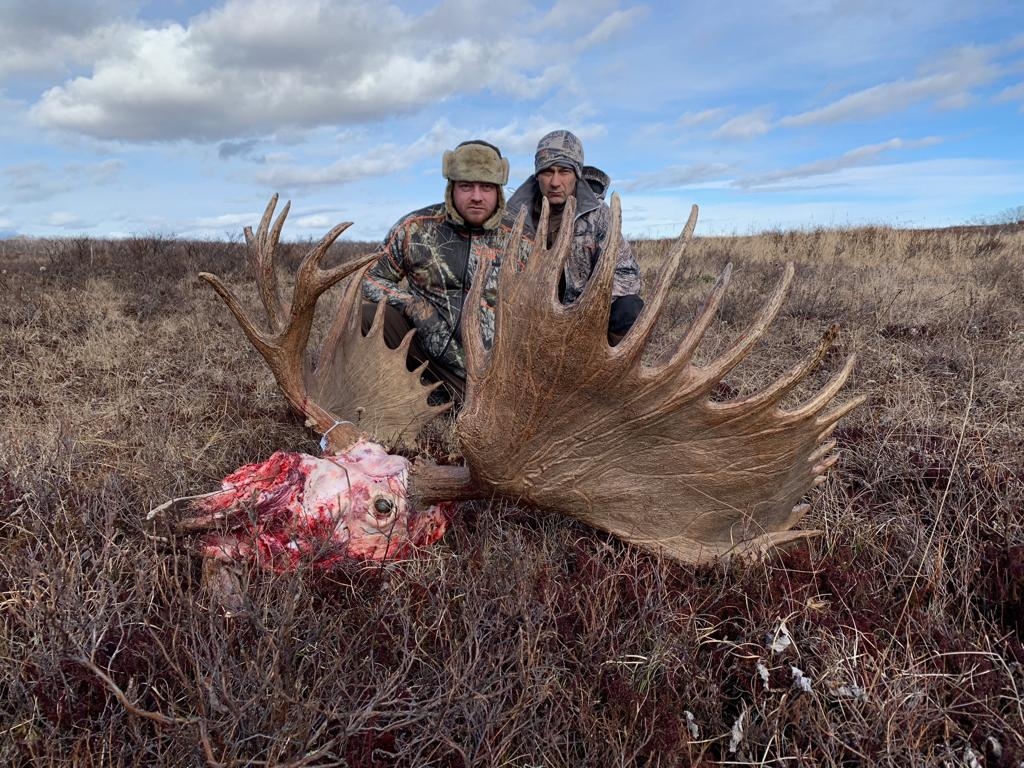 Moose species