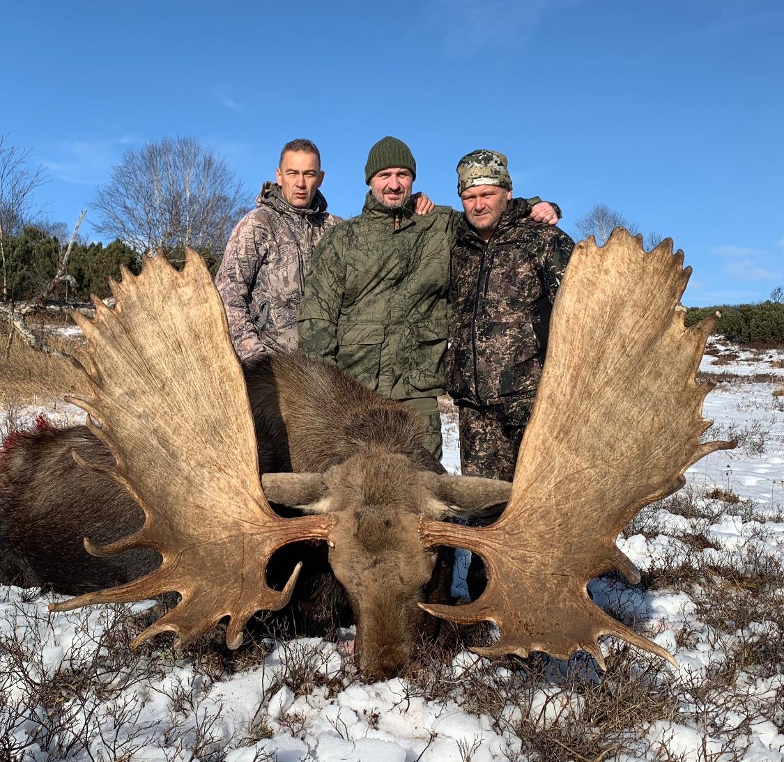 Asian Moose