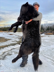 A huge male wolf taken with Timber King Outfitting on a successful Wolf Hunt