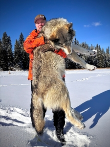 A beautiful gray male taken in Alberta Canada on a frozen lake with Timber King Outfitting