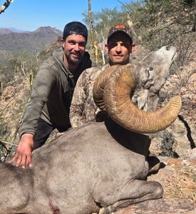 A beautiful heavy Desert Sheep taken on Tiburon Island with Timber King Outfitting