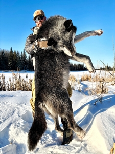 Another Wolf Hunt successfully outfitted by Timber King Outfitting