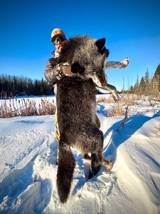 A giant rare coloured Canadian wolf in Alberta Canada with Timber King Outfitting