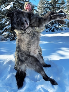 A giant black, alpha male on another successful Wolf Hunt provided by Timber King Outfitting