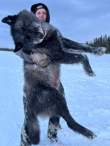 Another successful Wolf Hunt with Alberta's leading Wolf Hunt Outfitter