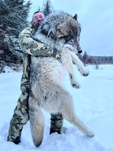 A giant wolf taken by successful hunter in Alberta Canada with Timber King Outfitting
