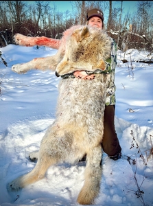 Another successful Wolf Hunt with Timber King Outfitting