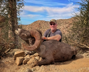 A beautiful desert, bighorn sheep in Sonora Mexico, hunted with Timber King Outfitting