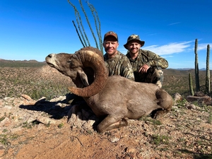 A beautiful free range, Sonora Mexico Desert Sheep